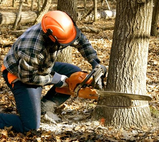 Tree Removal in Falmouth, ME